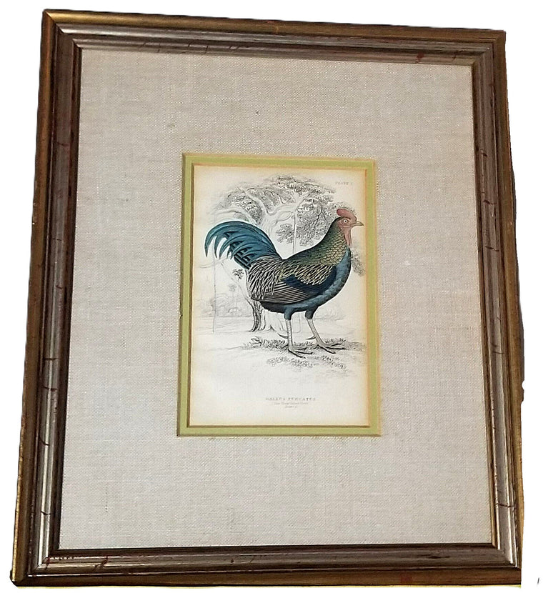 Hand Colored Engraving 1830s Original Framed Fork Tailed Rooster Bird By Jardine