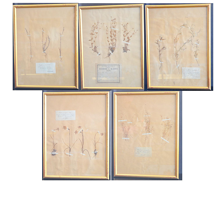 French Framed Herbier Botanical Set of 5