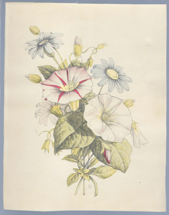 Vintage Chromolithograph Morning Glory and Blue Daisies Print IBF CO Pub