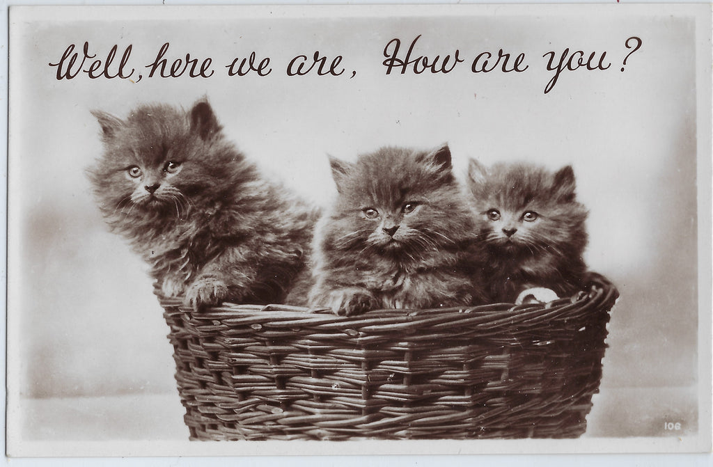 Real Photograph Three Adorable Fluffy Kittens in Basket Postcard How are You Greeting Card