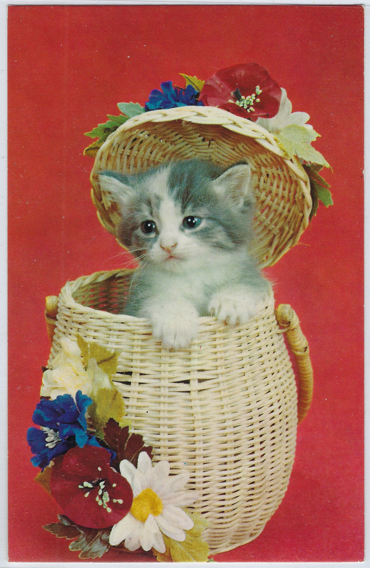 Cute Kitten Popping Out of Basket Red Background Mid Century Cat Postcard