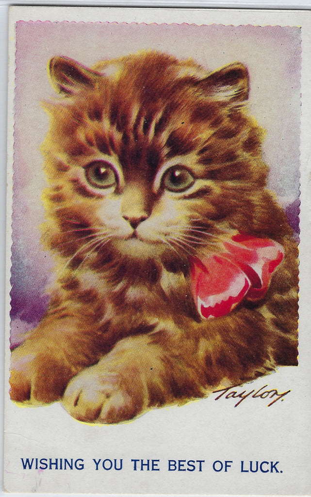 Adorable Kitten with Red Bow Ribbon Wishing You the Best of Luck Signed Taylor Cat Postcard