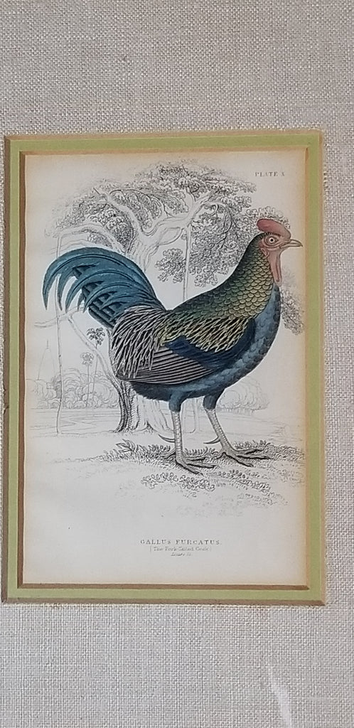 1830s Framed Fork Tailed Cock Original Jardine Bird Engraving