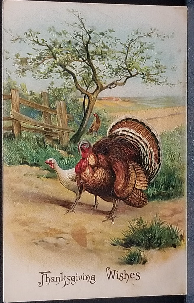 Thanksgiving Postcard Embossed Pair of Turkeys on Path with Farm Fence and Yard Behind Series 292