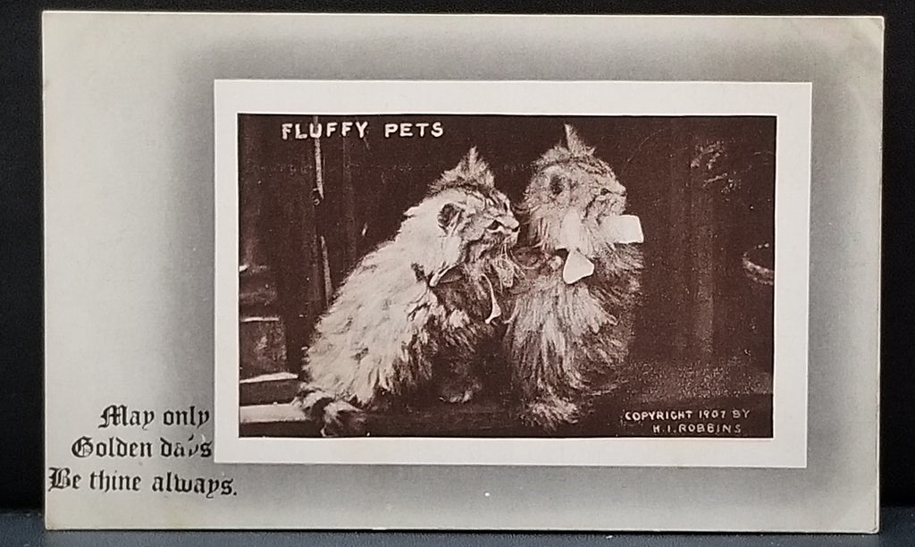 Cat Postcard Two Fluffy Kittens 1907 Robbins