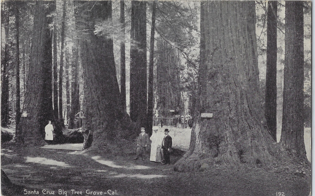 Figures Under Giant Redwoods Big Tree Grove at Big Trees Park Santa Cruz County CA California Scenic Postcard