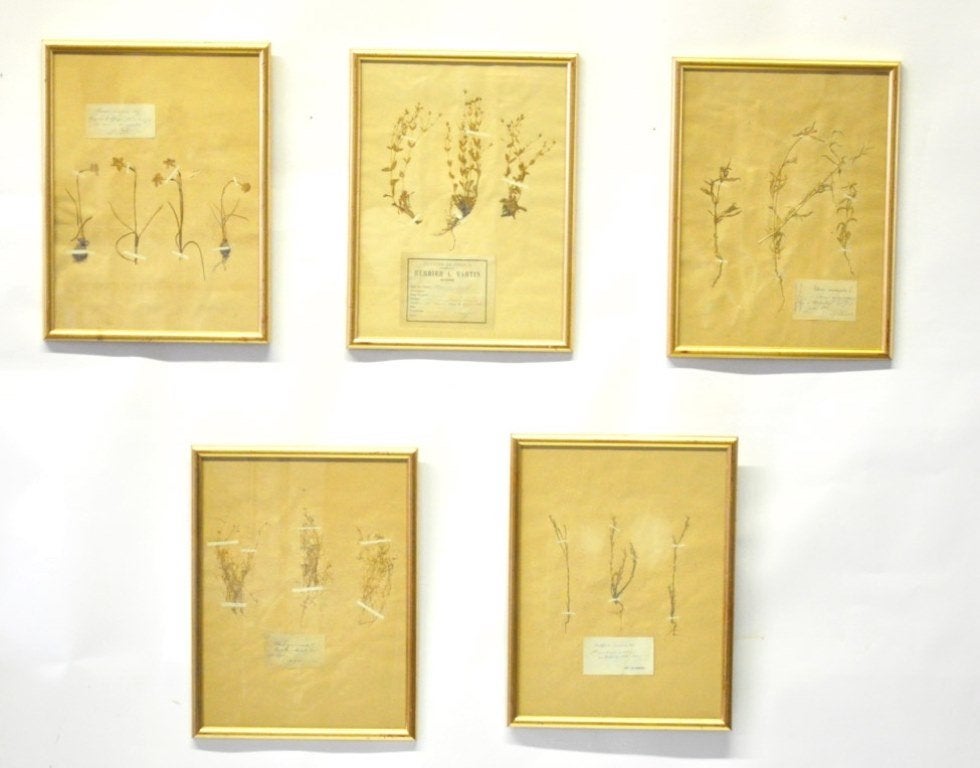 19th Century French Botanical Specimen 