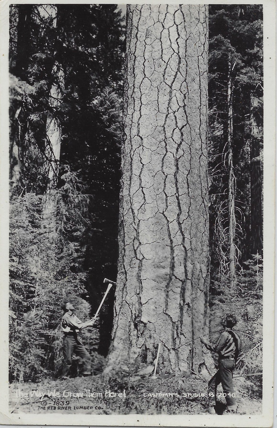 RPPC Real Photo California Loggers 1939 Red River Lumber Co Man Chopping Down Giant Redwood Image by Photographer Jervie H Eastman