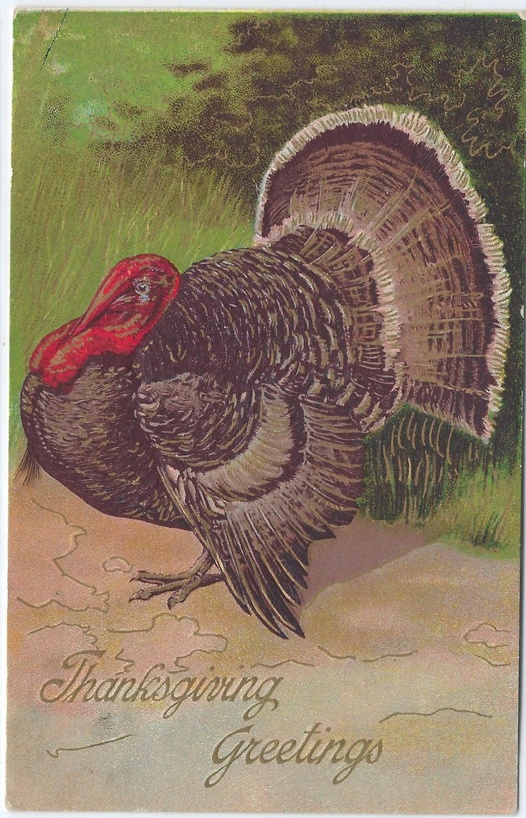 Thanksgiving Postcard Series 600 Large Standing Turkey with Green Background