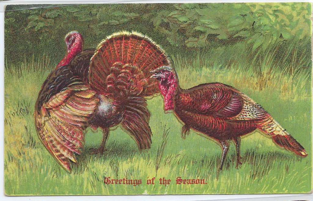 Thanksgiving Postcard Embossed Turkeys in Green Grass