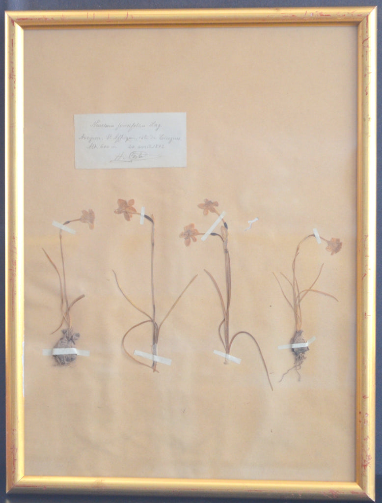 French Framed Herbier Botanical Set of 5