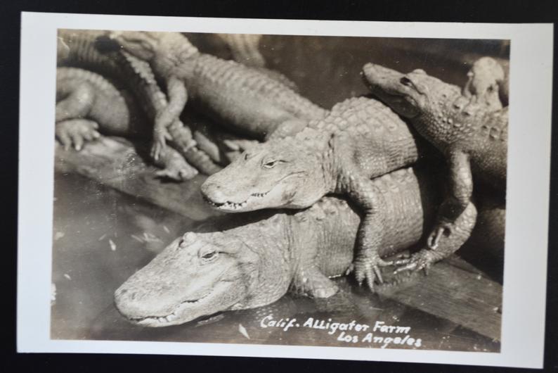 RPPC Alligator Farm Los Angeles California Early Undivided Back Real Photo Postcard