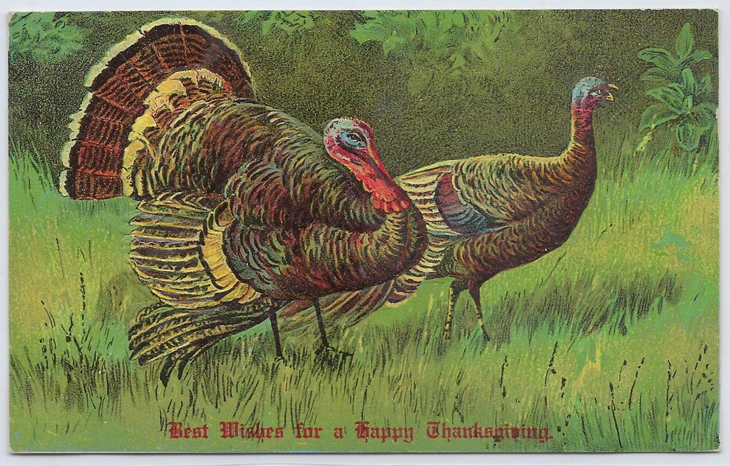 Thanksgiving Postcard Gold Embossed Turkey Gobblers Pair of Birds Series 869-3